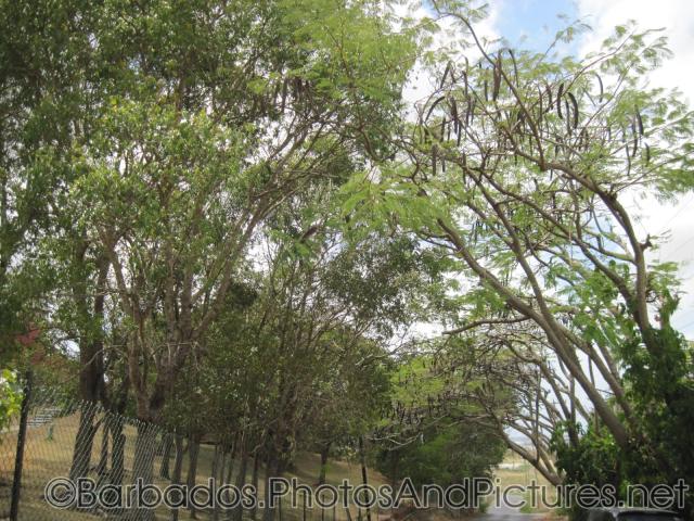 Tree lined street near Gun Hill Signal Station in Barbados.jpg