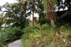 Palm trees and tropical plants at Orchid World in Barbados.jpg
