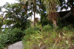 Palm trees and tropical plants at Orchid World in Barbados.jpg