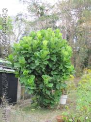 Large plant with vegetable-like leaves at Orchid World in Barbados.jpg