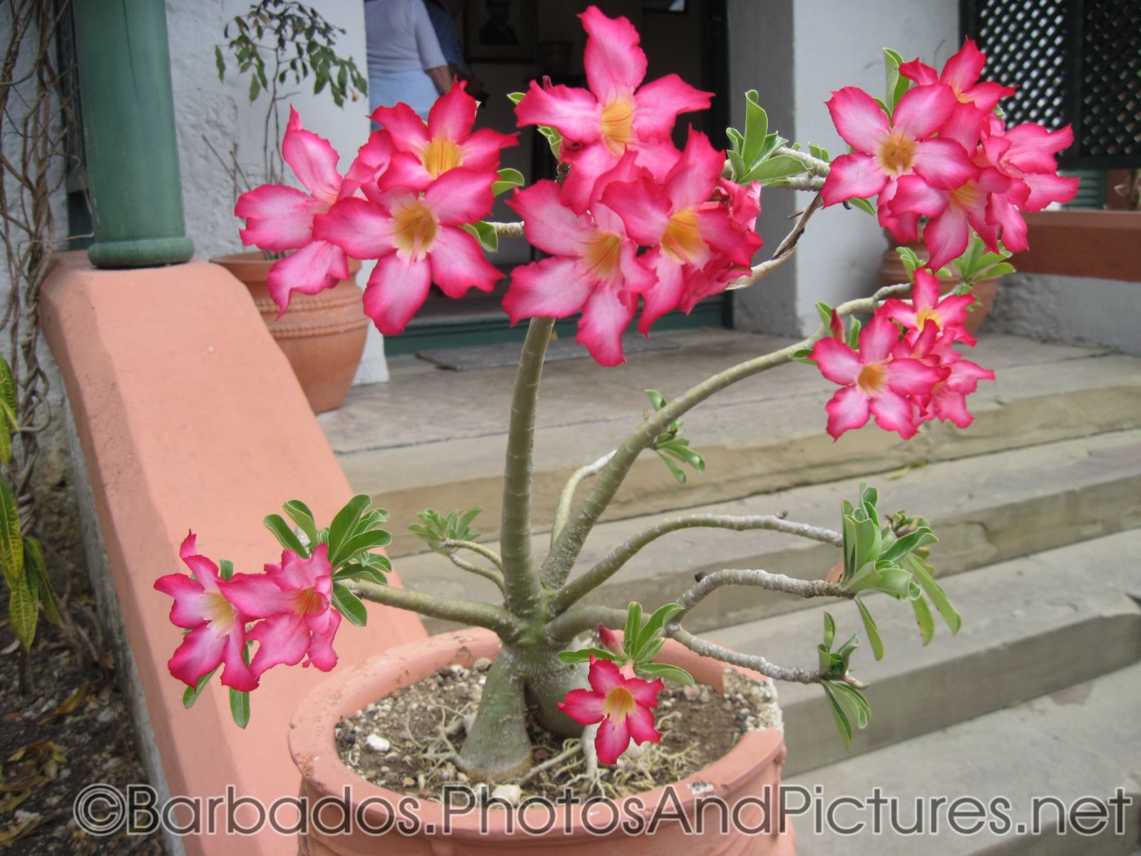 5 petal pink flower plant in a pot at Tyrol Cot in Barbados.jpg

