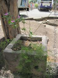 Flower in stone planter at Tyrol Cot in Barbados.jpg