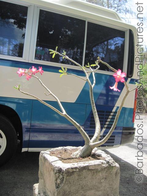 Small tree with few leaves and pink flowers at Tyrol Cot in Barbados.jpg
