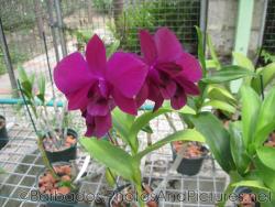 Close up of magenta flowers with 5 petals at Orchid World in Barbados.jpg
