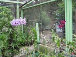 Lavender flowers inside a caged structure at Orchid World in Barbados.jpg