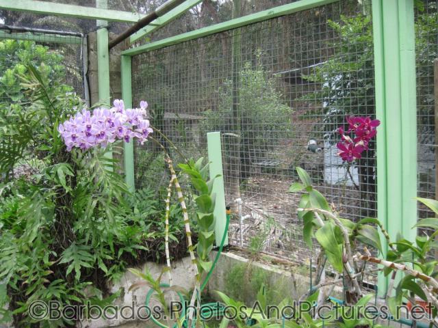 Lavender flowers inside a caged structure at Orchid World in Barbados.jpg
