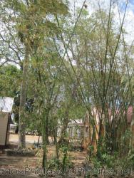 Bamboo trees at Tyrol Cot in Barbados.jpg