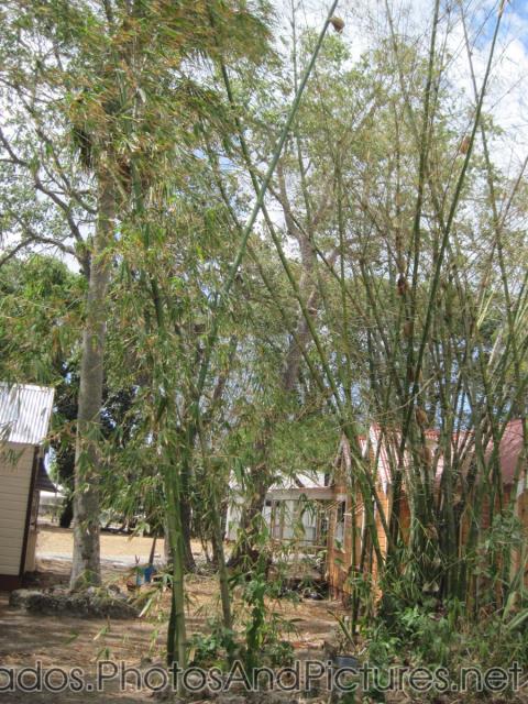 Bamboo trees at Tyrol Cot in Barbados.jpg