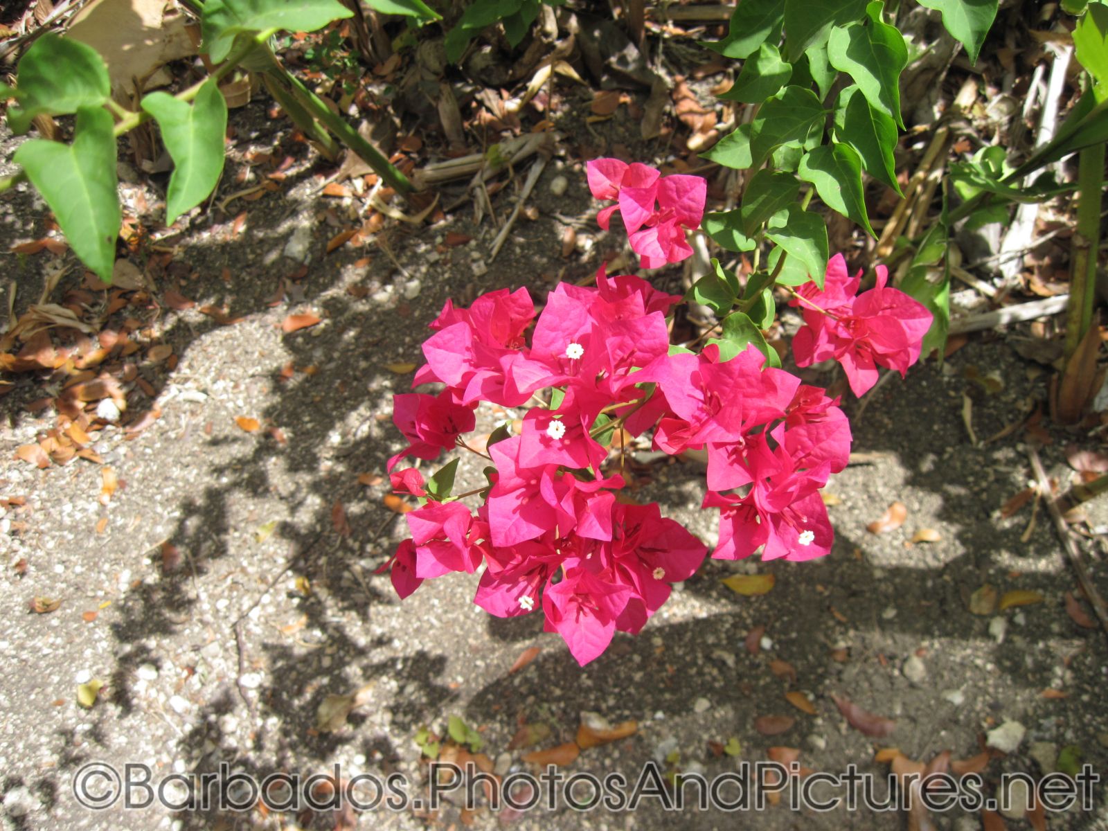 Red flower at Tyrol Cot in Barbados.jpg
