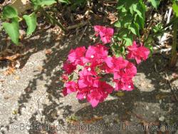 Red flower at Tyrol Cot in Barbados.jpg
