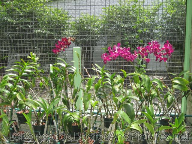 Red flowers inside a caged structure at Orchid World in Barbados.jpg
