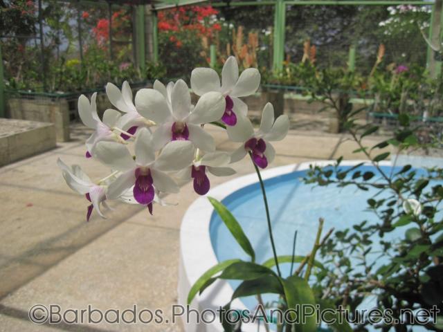 Close up of a white flower with purple inside at Orchid World in Barbados.jpg
