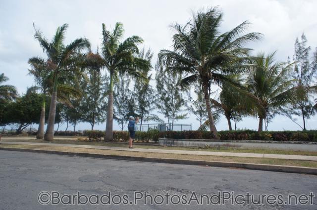 Palm trees in Bridgetown Barbados.jpg